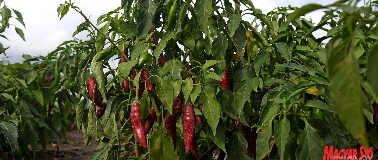 Törökkanizsa, a fűszerpaprika hazája