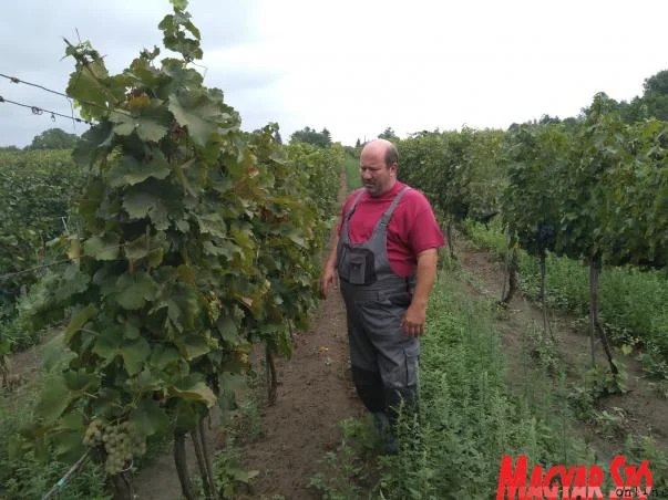 A mustnál dől el